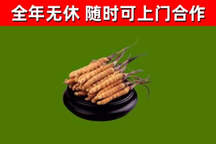南阳回收冬虫夏草