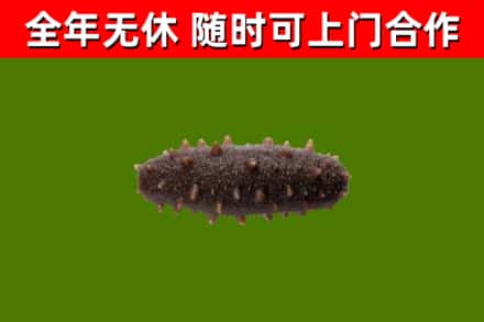 南阳回收海参干